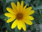 Preview: Heliopsis helianthoides / Garten-Sonnenauge