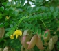 Preview: mit Blüten