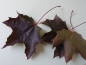 Preview: Blatt