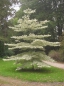 Preview: kleiner Baum