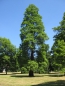 Preview: alleinstehender Baum