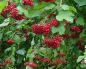 Preview: Strauch mit Früchen