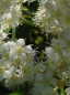 Preview: Blüten