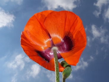 Blüte