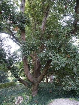 Baum