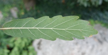 Blatt Rückseite