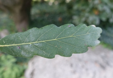 Blatt Vorderseite