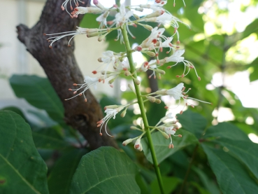 Einzelblüten