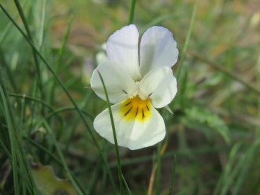 Blüte