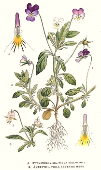 Illustration