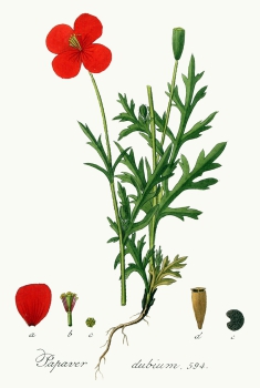 Illustration