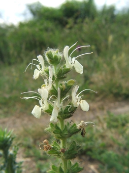 Blüte