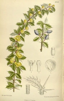 Illustration