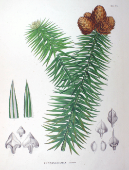 Preview: Illustration