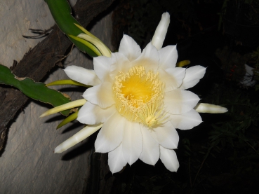 Blüte