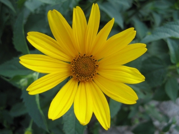 Preview: Heliopsis helianthoides / Garten-Sonnenauge