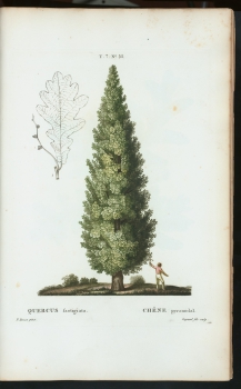Quercus robur "Fastigata"