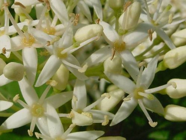 Blüten