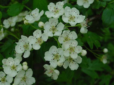 Blüten