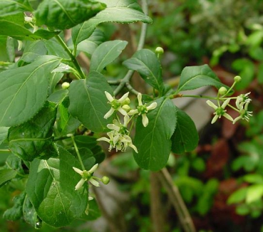 Blüten