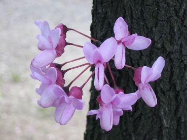 Blüten