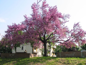 Baum in Blüte