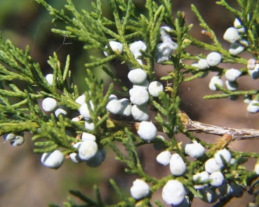 Juniperus virginiana / Virginischer Wacholder