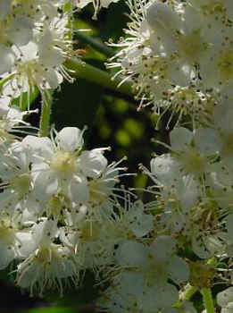Blüten