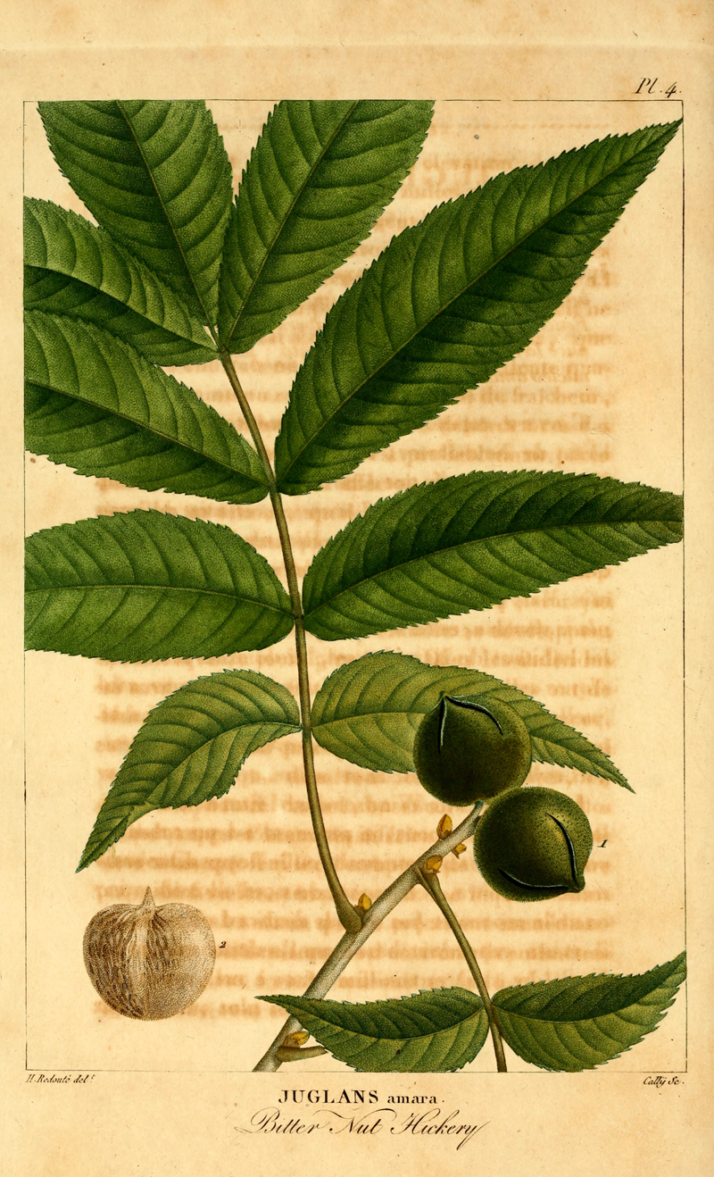 Initiative Baum Carya cordiformis; Bitternuss; Hickory Arten