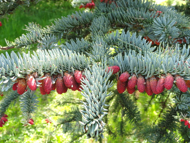 Edeltanne Abies procera 20 Samen