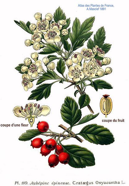 Weißdornblüten oxyacantha gerebelt 62,80Eur/100g 10g 
