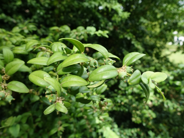 Zweig mit Frucht