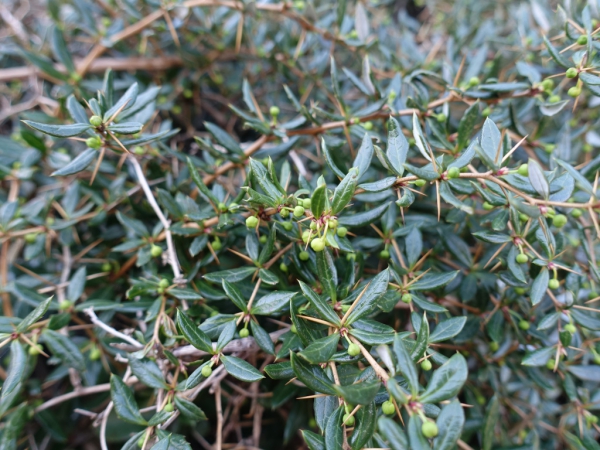 Berberis verruculosa / Warzige Berberize