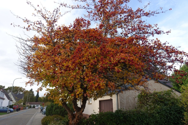 Baum im Herbst