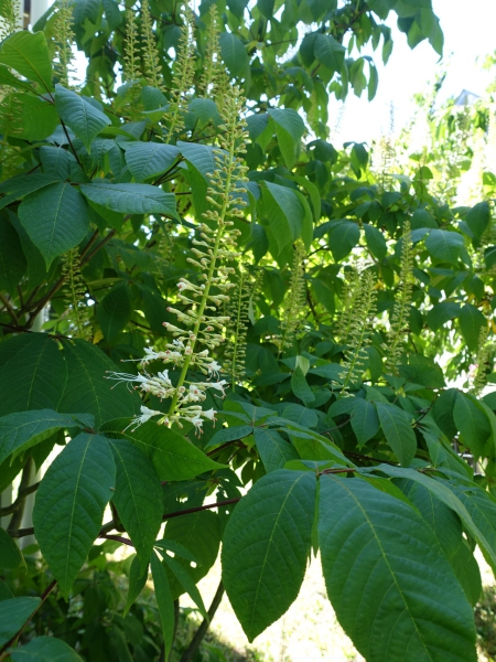 Blatt mit Blütenrispe