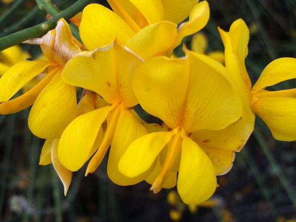 Blüten