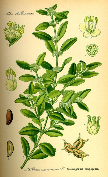 Illustration