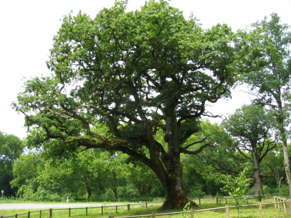 Solitärbaum