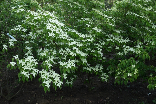 Strauch in Blüte