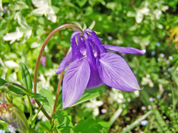 Blüte