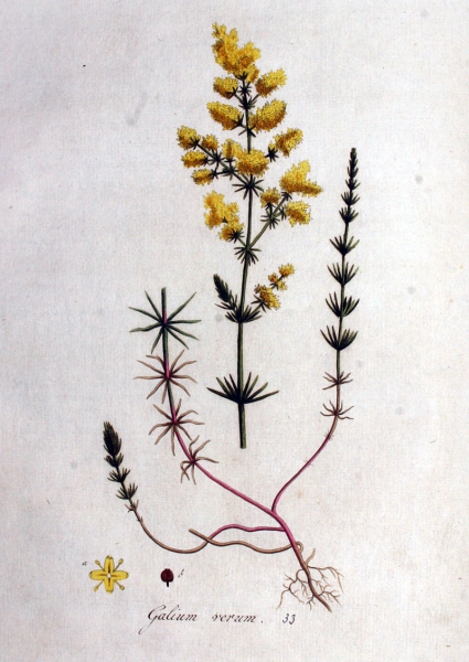 Illustration