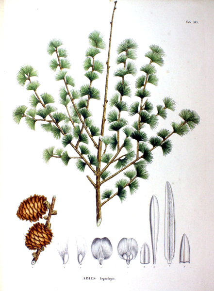 Illustration