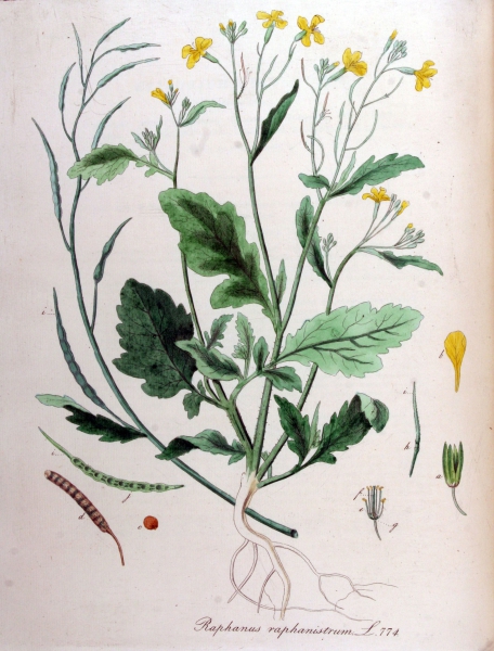 Illustration