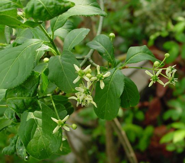 Blüten