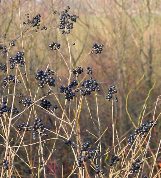 im Herbst