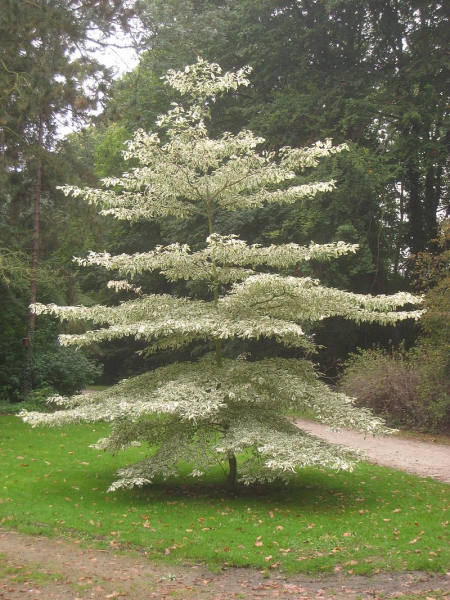 kleiner Baum
