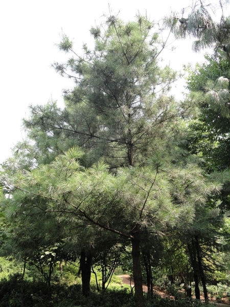 Baum