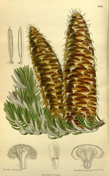 Illustration