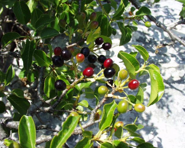 mit Fruchtstand